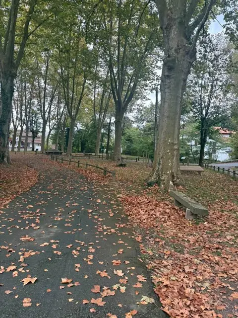 Camino cubierto de hojas de otoño bajo los plátanos