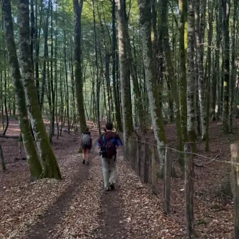 Peregrinos en el bosque de hayas al salir de Roncesvalles
